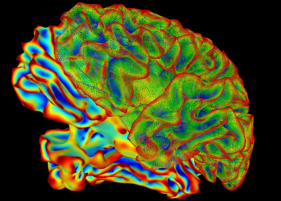 Multi-color image of whole brain for brain imaging research. This image was created using a computer image processing program (called SUMA), which is used to make sense of data generated by functional Magnetic Resonance Imaging