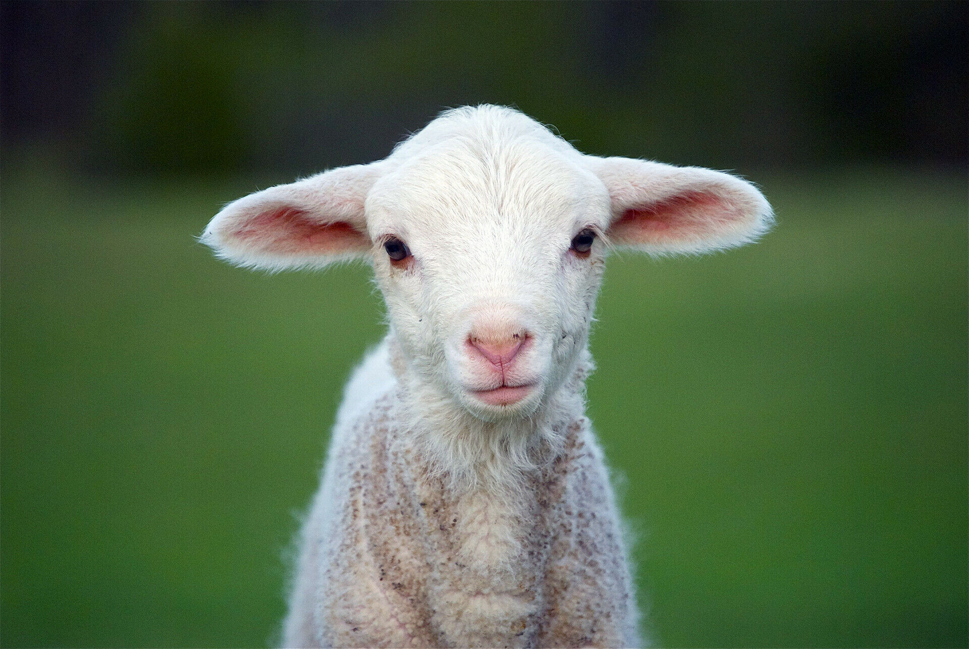 Would Ewe Rather Be a Lamb or a Lemming? - The Santa Barbara