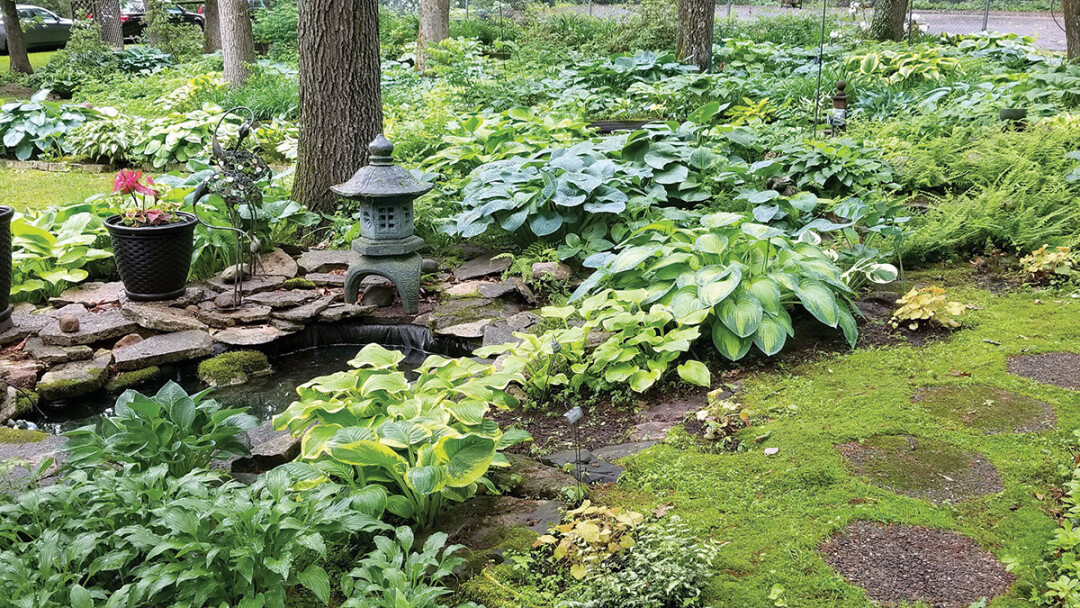 A HEAVENLY HOST OF HOSTAS. There are about 1,000 varieties of hostas in the huge gardens surround the rural Eau Claire home of Richard and Karen Witt. (Submitted photos)