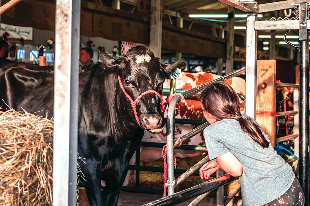 HAVE YOU HEARD THE MOOS? The Northern Wisconsin State Fair is in the midst of a fundraiser to replace its iconic red barn. (Photo by Taylor Smith)