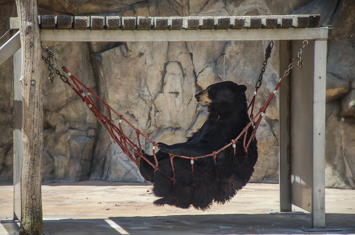 THE BEAR NECESSITIES. Chilling at the Irvine Park Zoo.