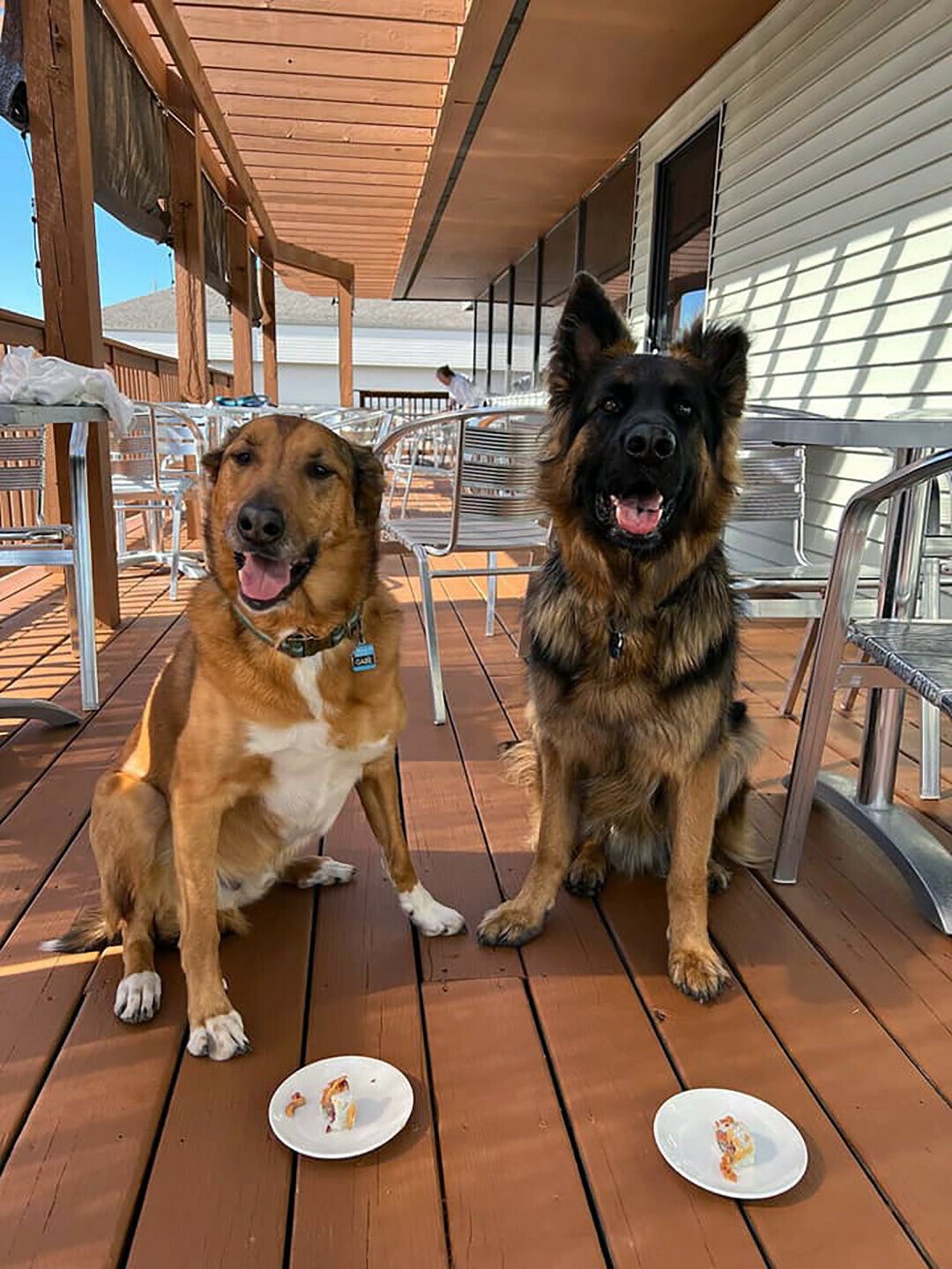 NOW SUSHI ROLL OVER. Two puppers posing on Shanghai Bistro's patio. (Photo via Facebook)