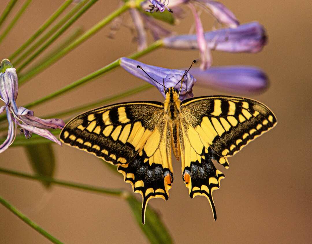 TIGER BUTTERFLY?! With three types of swallowtail butterflies, the Giant, Tiger, and Black, it won't be much trouble spotting one of these out and about. Photo from Unspash.