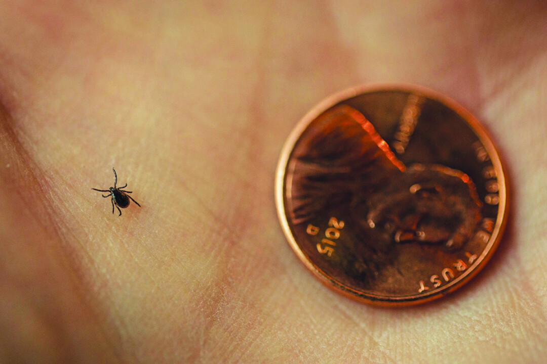 LOOK CLOSELY. Deer ticks can be dangerously. They're also really, really tiny.