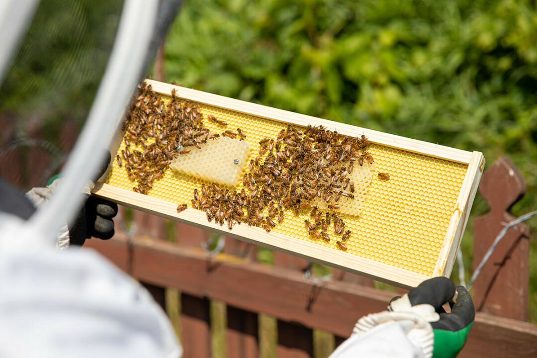 HOW SWEET IT IS. Hundreds of bees swarm 3D-printed combs that Ted Simpson dreamed up and Joe Vydrzal, a Chippewa Valley Technical College mechanical design instructor, designed and printed in the College’s prototyping lab.