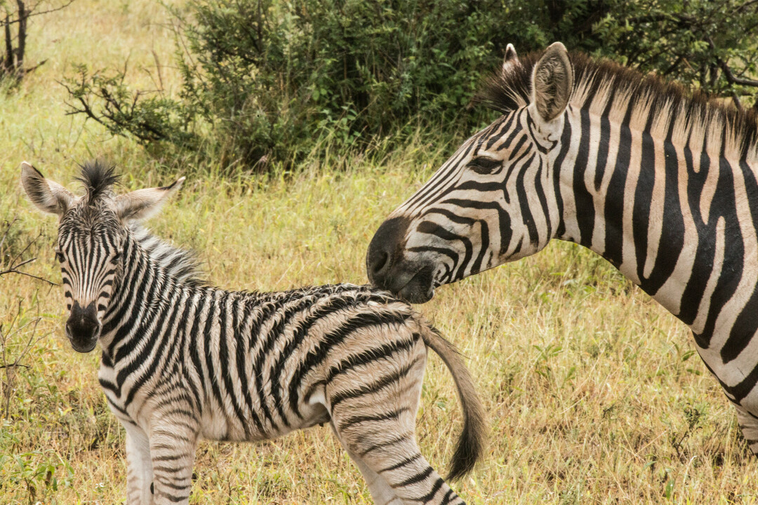 WELCOMING THE NEWBIE. Irvine Park Zoo welcomed a baby zebra into its fold recently, and although it is not the one pictured above, can we really tell the difference? (Photo via Unsplash)