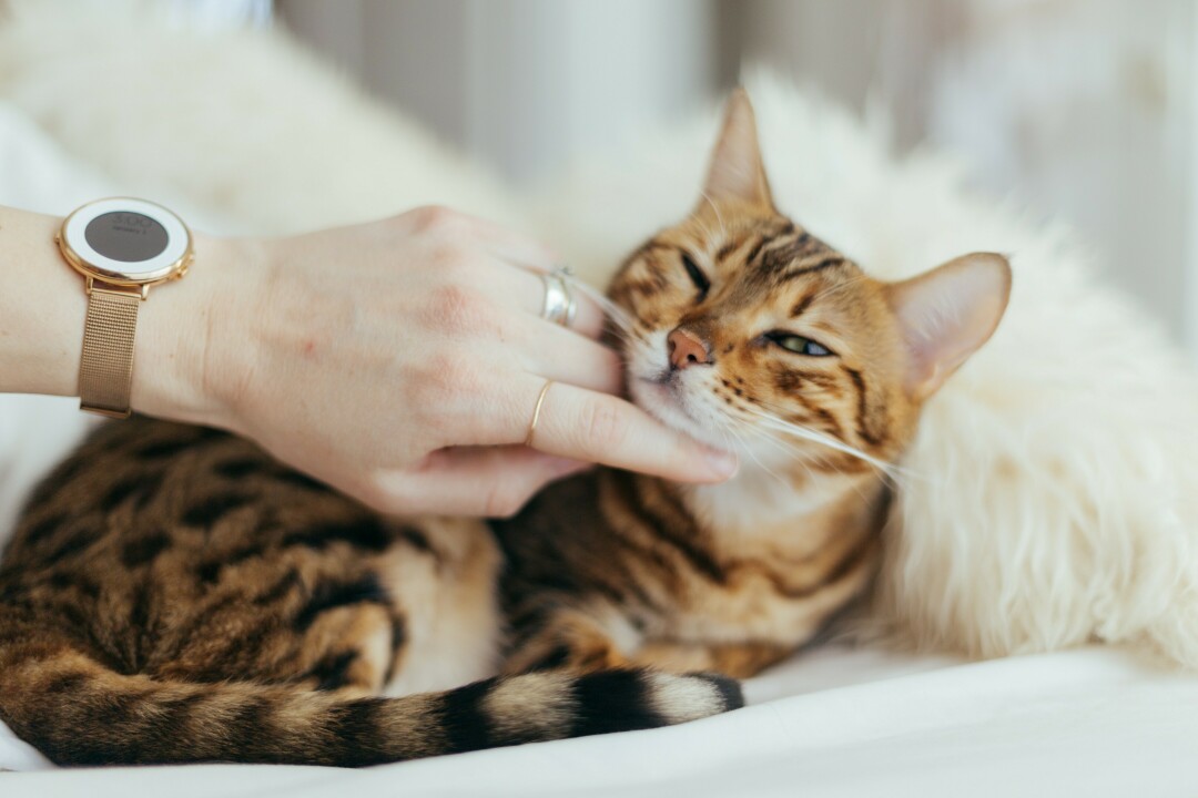 DON'T PANIC. Here are some options instead of surrendering your pet, and some resources if that's your only option. (Photo via Unsplash)
