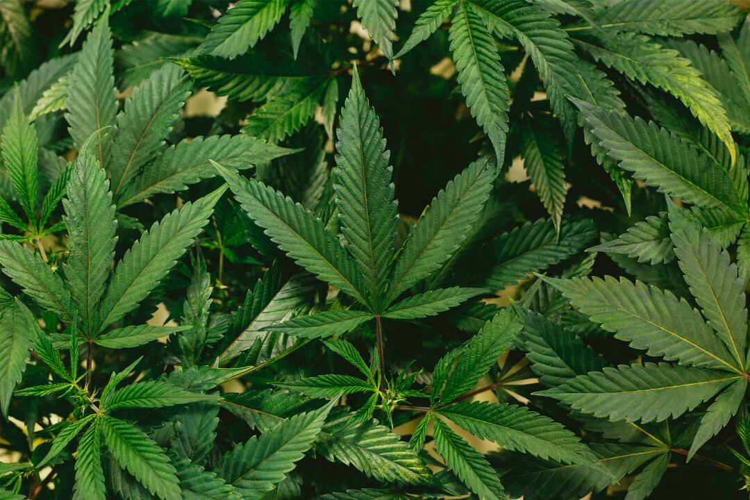 HIGH TURNOUT. On Nov. 8, marijuana was on the ballot for Eau Claire county residents. A majority voted in favor of the non-binding referendum favoring the legalization and regulation of marijuana. (Photo via Unsplash)