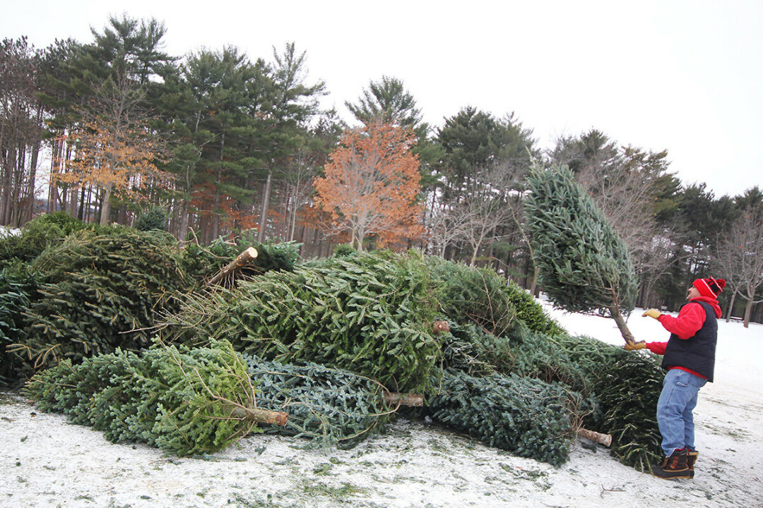 THE TOSSIN' OF THE GREEN. Piling up Christmas trees at the former Merry Mulch location in Carson Park. Trees are now collected at the Jeffers Road Green Waste facility.