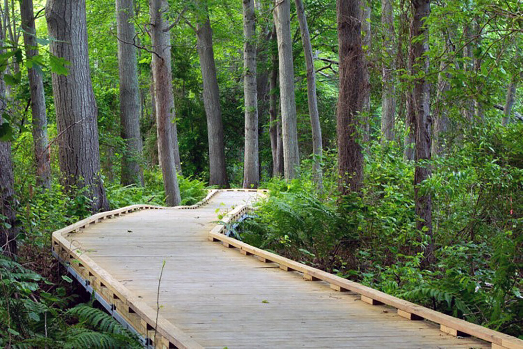 A WALK IN THE WOODS. The City of Eau Claire will build three stretches of boardwalk, like this one, along the western shore of Half Moon Lake this year. (Submitted images)