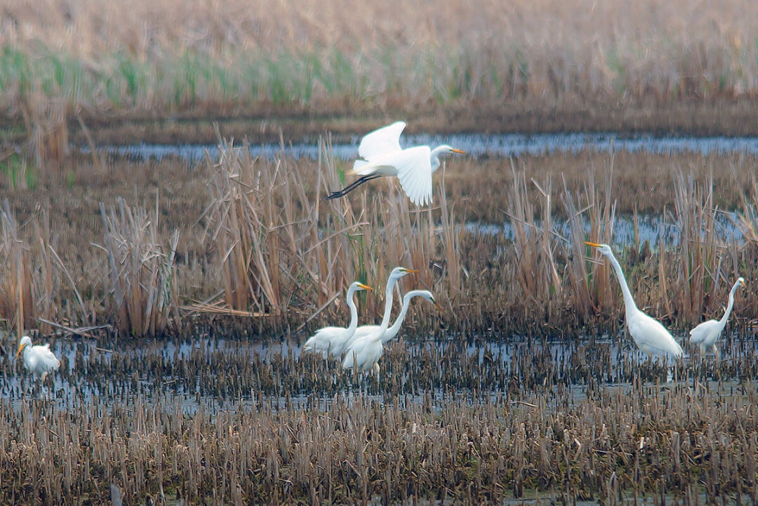 Egrets at Horicon Marsh.