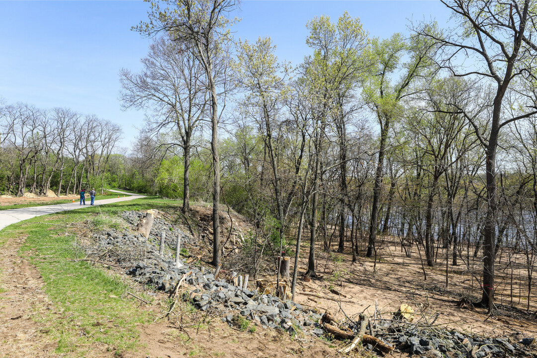 REMOVE AND REPLANT. Pictured is a portion of the work the City has done so far in removing invasive plants and trees, which will be replaced by native, healthy trees. 