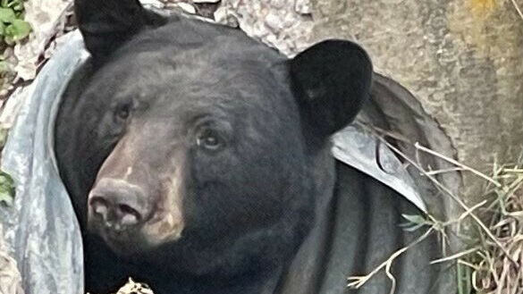 A REAL EAU CLAIRE BEAR Migrating Bruin Spotted Near City Wells