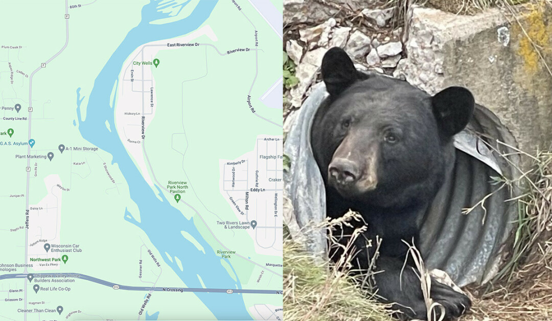 THERE'S A BEAR UP THERE. The wild creature has been sighted in the area of the city wells off Riverview Drive. (Bear photo via City of Eau Claire, map via Google Maps)