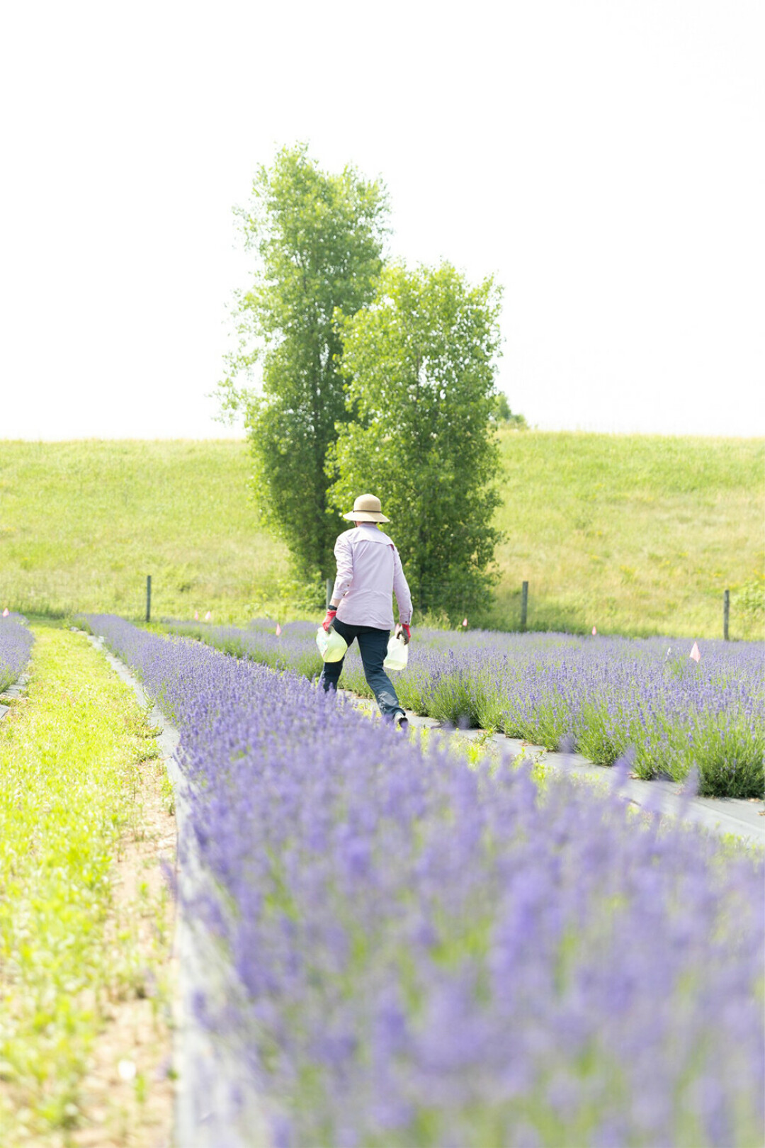 tour to lavender farm
