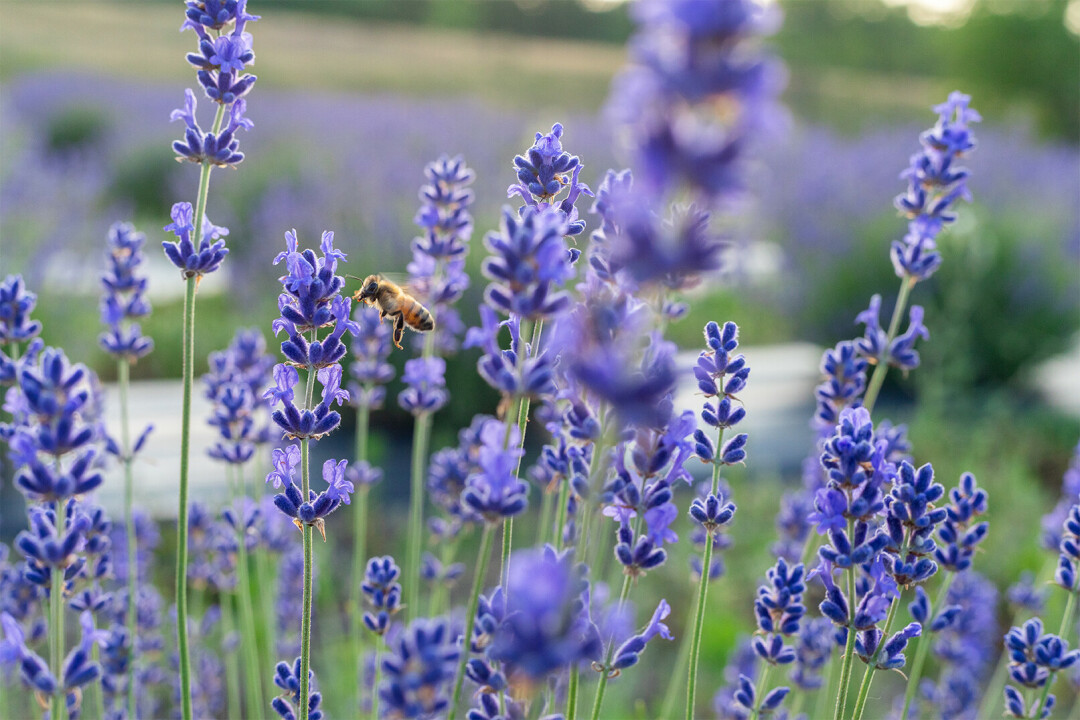 LAVENDER HAZE. The Sworski family will open Pondview Lavender Farm to the public on June 6, marking a beautiful start to the summer. (Photos by Standing Pines Photography or submitted)