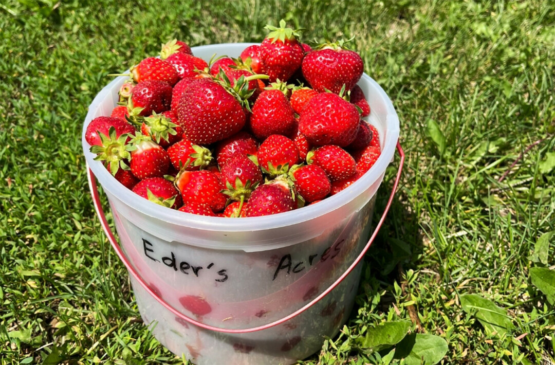 HEAD OUT TO THE FARM. Eder's Acres is ramping up to welcome folks out to the family farm for strawberry season. (Submitted photo)