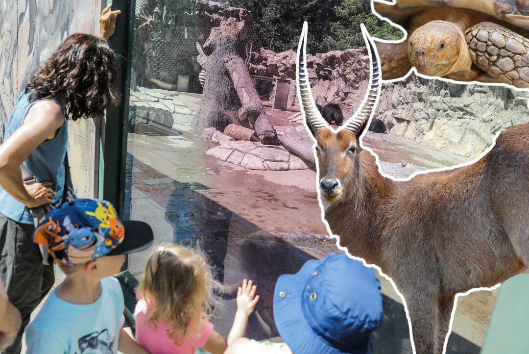 ROARING WITH EXCITEMENT. Irvine Park Zoo is ramping up for summertime visitors with returning programs, animals, and even some new additions!