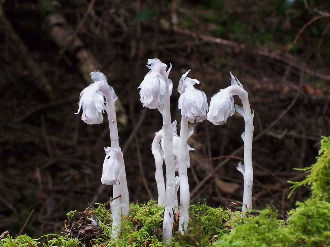 TIM BURTON'S FAVORITE FLOWER. At least, it looks like it could be! Ghost Pipe plants (scientific name Monotropa Uniflora) do not look like a traditional wildflower, and they're stunning. Find 'em around the area or at Beaver Creek Reserve. (Photo via Oceana Conservation District)