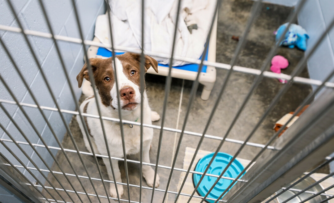 SECOND CHANCES. The Eau Claire Community Humane Association has been offering care and support to area animals for decades. With its new expanded building, it also expanded its team to include its first-ever shelter veterinarian and veterinary technician.