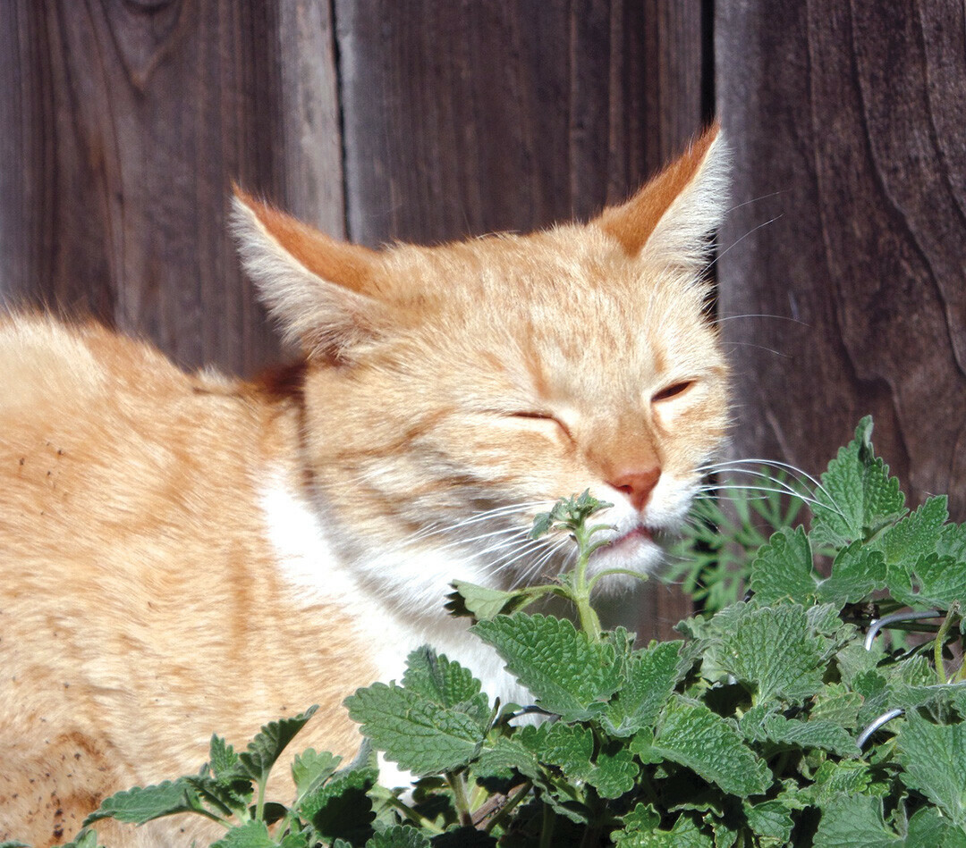 CANABIS FOR CATS? Not quite: Catnip