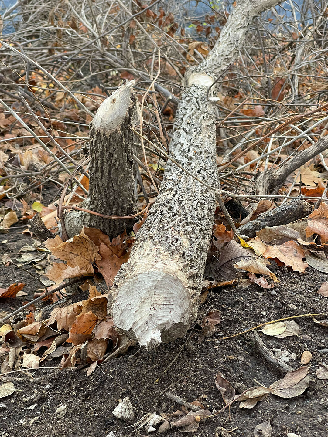 Gnawed trees show beavers are at work along the riverbank in downtown Eau Claire. 