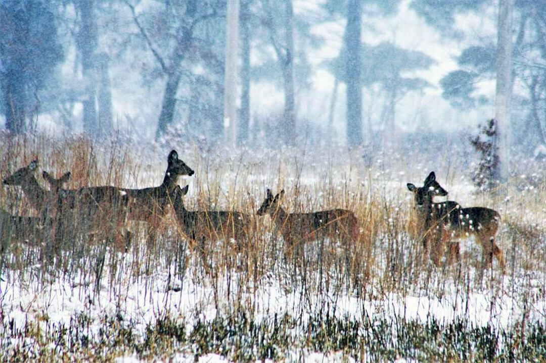 MISS US? Hunters nabbed more deer than last year during the recently 