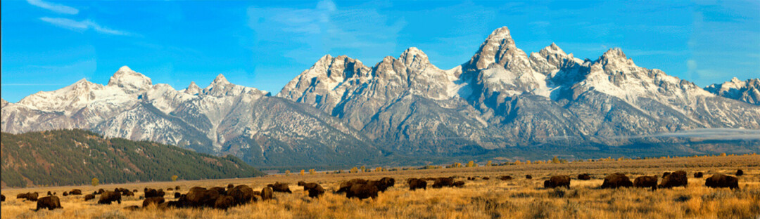Landscape shot with bison, photographed in the Grand Tetons, Wyoming.