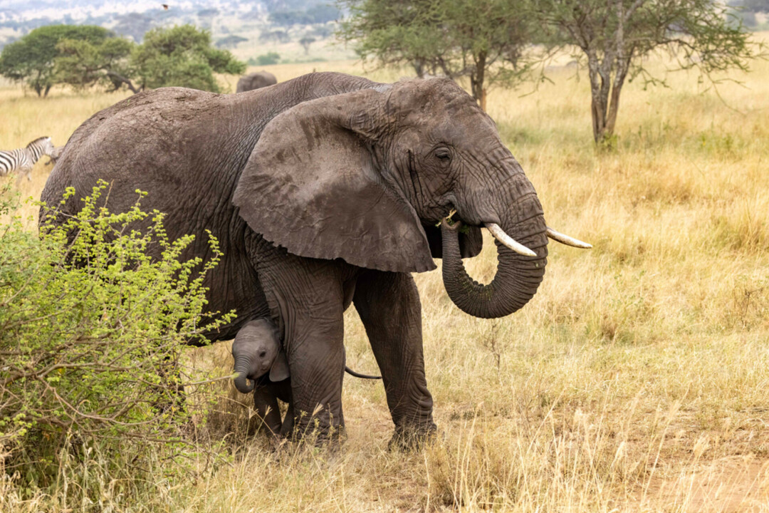 An elephant with her baby, photographed last month in Tanzania.