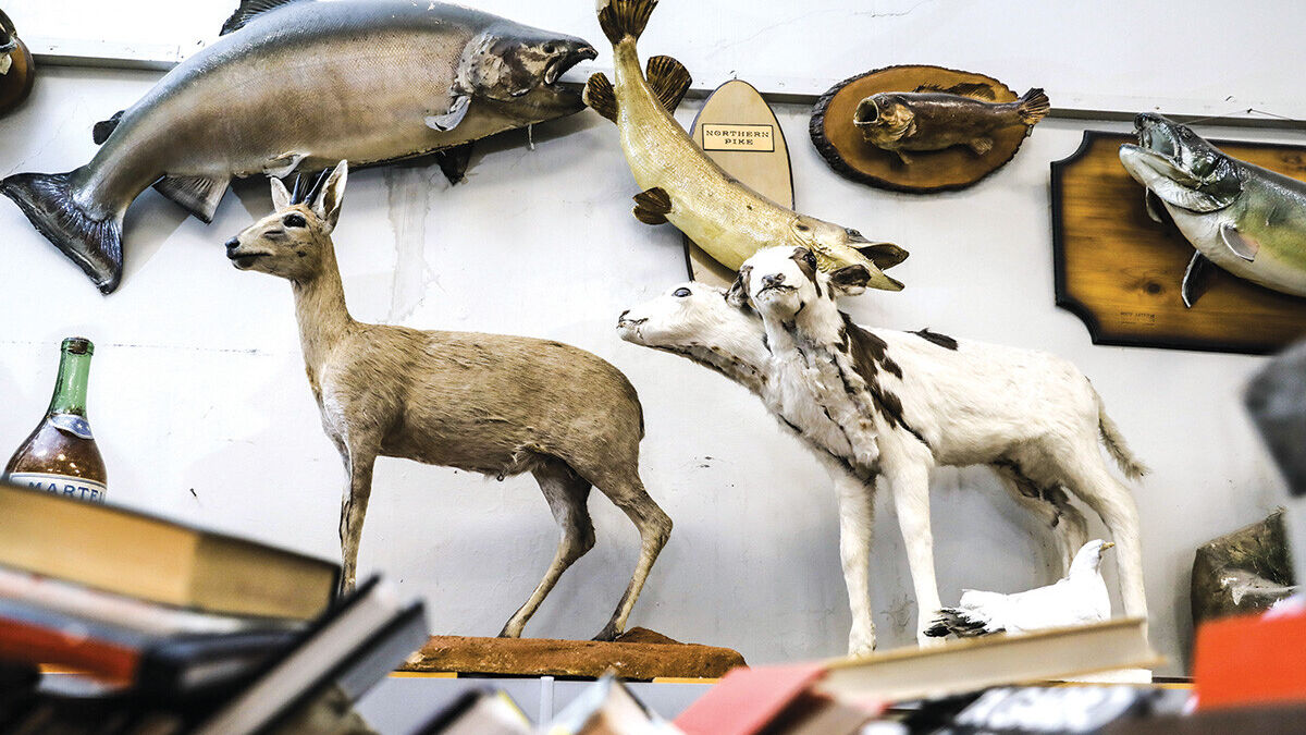 Rassbach Museum's First Natural History Exhibit Spotlights... Taxidermy?