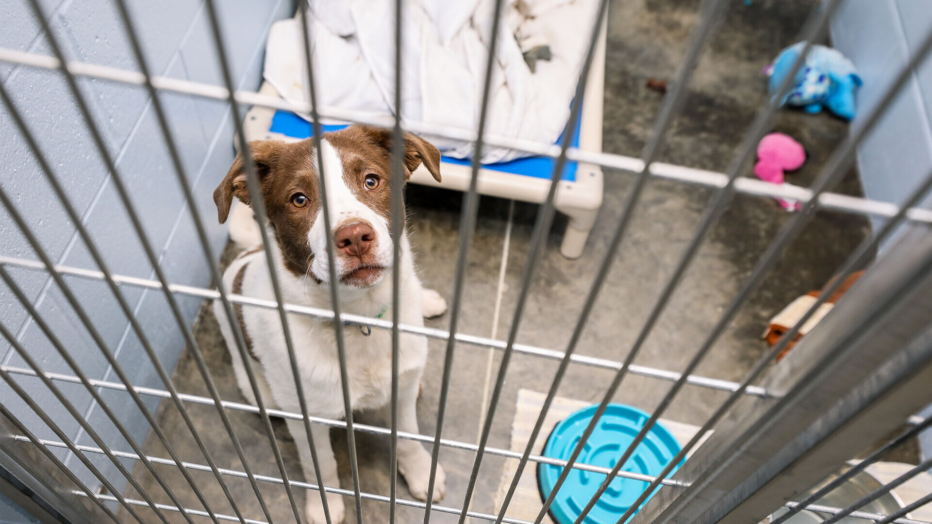 FUNDRAISING WITH FLAVOR: 'The 715' Sandwich Supports Local Humane Association