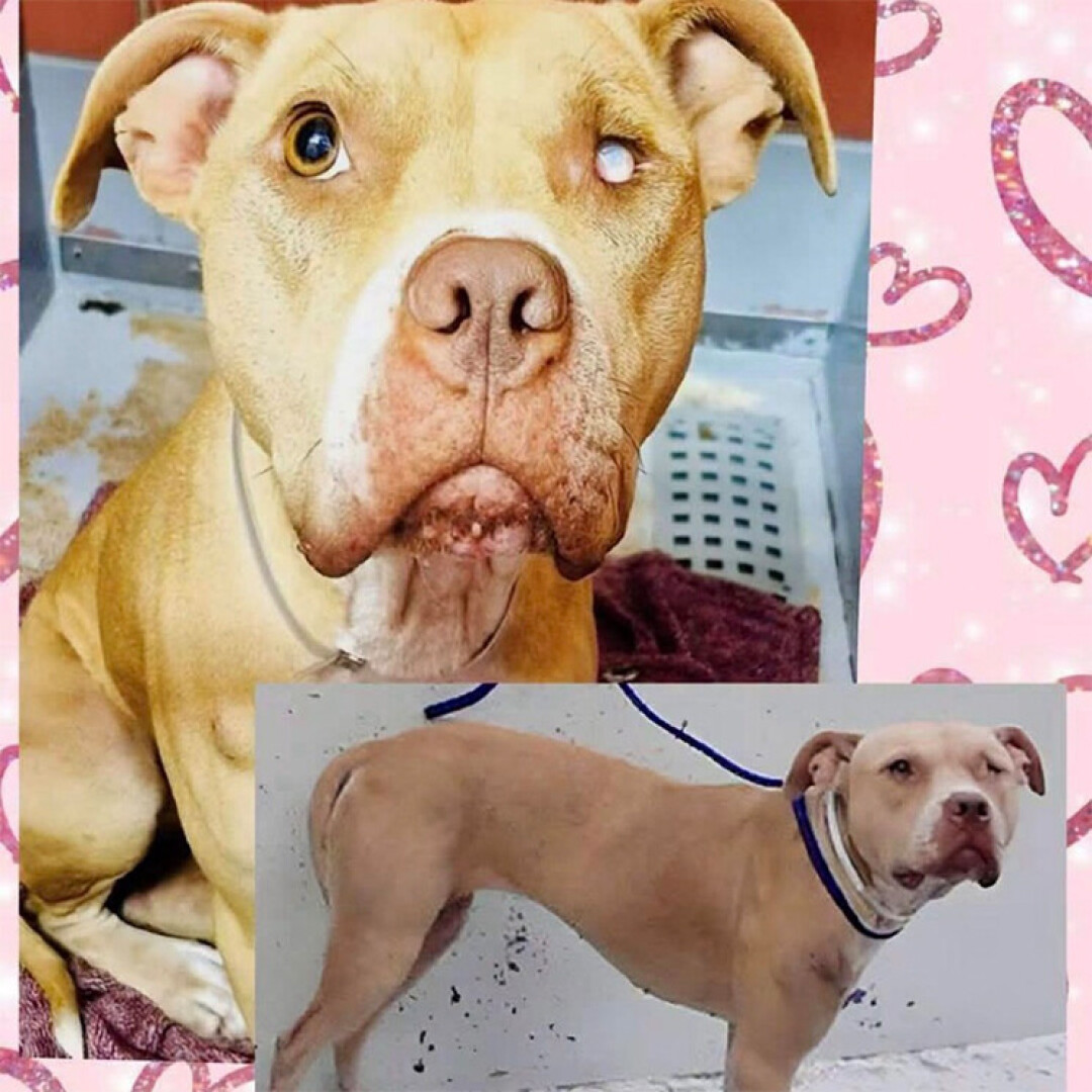 Finding Eden Rescue focuses its efforts on helping at-risk animals &ndash; including those on euthanasia lists, like Mabel (pictured) was.