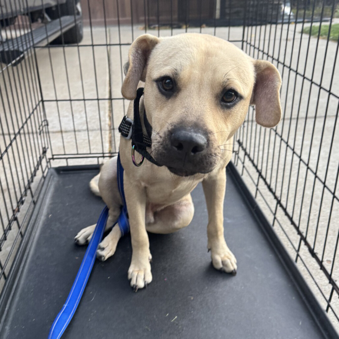 Tiny Tim, pictured, was rescued by Finding Eden from an overwhelmed shelter in Texas. The bow-legged pup was on the shelter's euthanasia list.&nbsp;