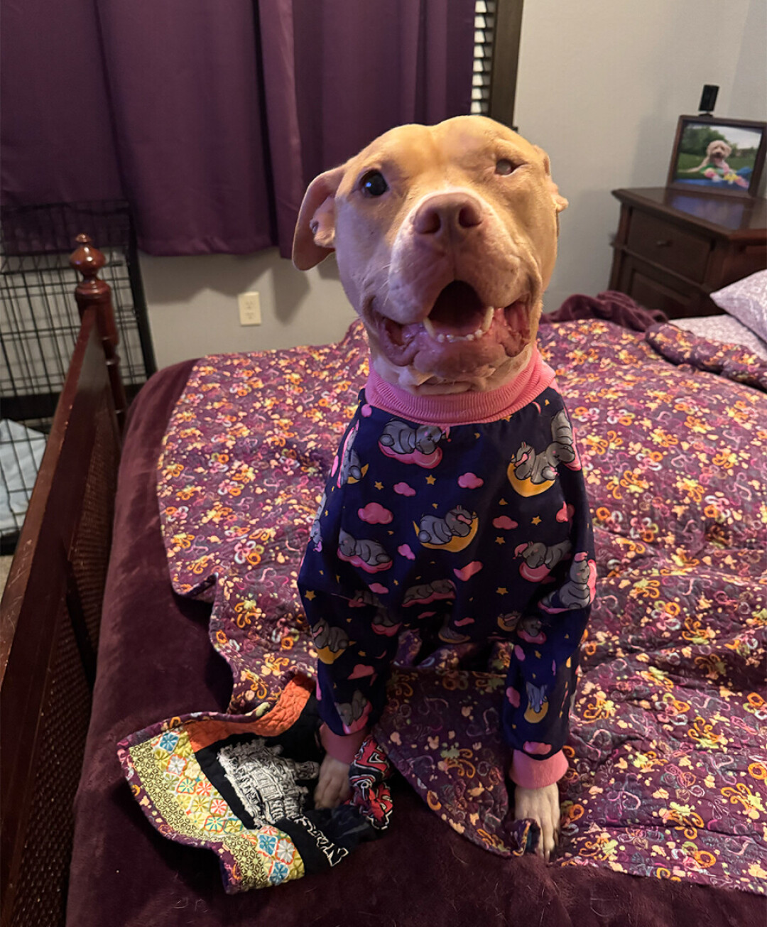 Mabel, pictured, on her first night in rescue.