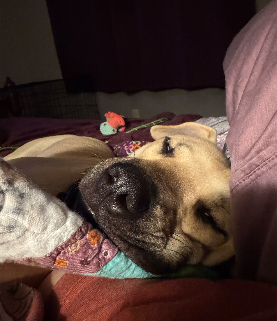 Tiny Tim, pictured, on his first night in rescue.