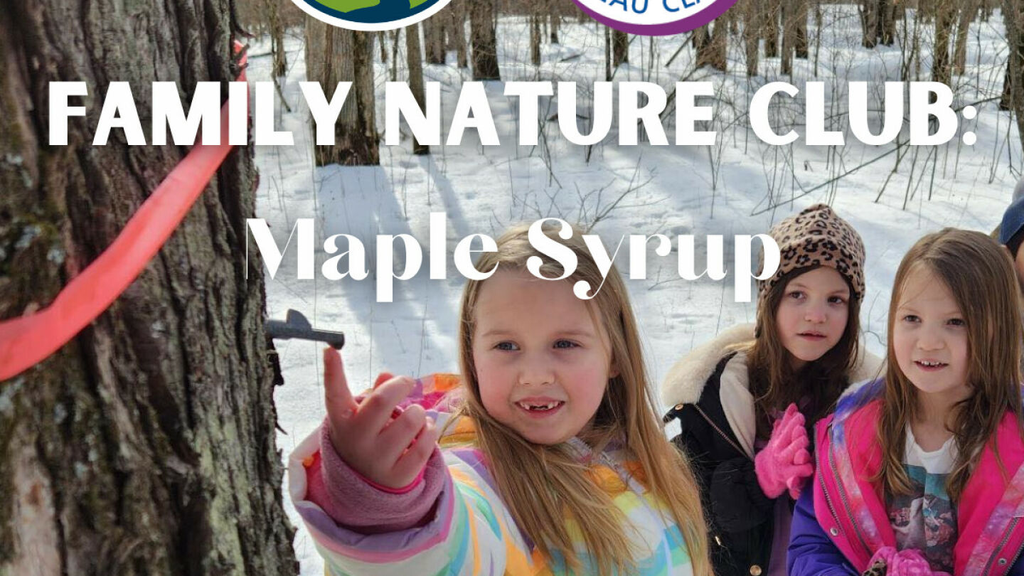 Family Nature Club: Maple Syruping