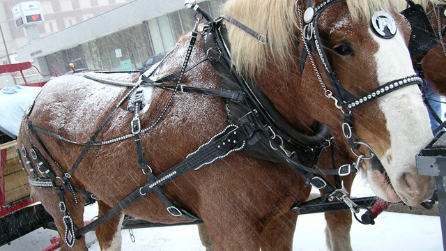 Horsin' around downtown.