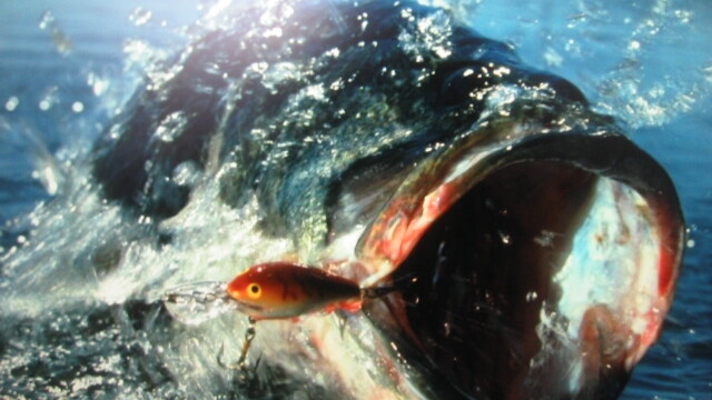 Happy free, license-less fishing, y'all.
