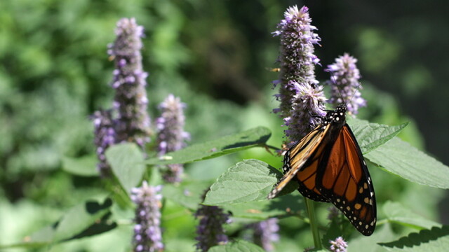 MAIN full horiz - Butterfly House 17 The Butterfly Festival is today. For realz, yo. Details below.