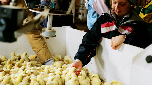 MAIN full horiz - GovinsBarn3.jpg 2013-03-22 17:06:42 Chick magnets! Check out the 9th Annual Lambing Time at Govin's Farm today, Details below.
