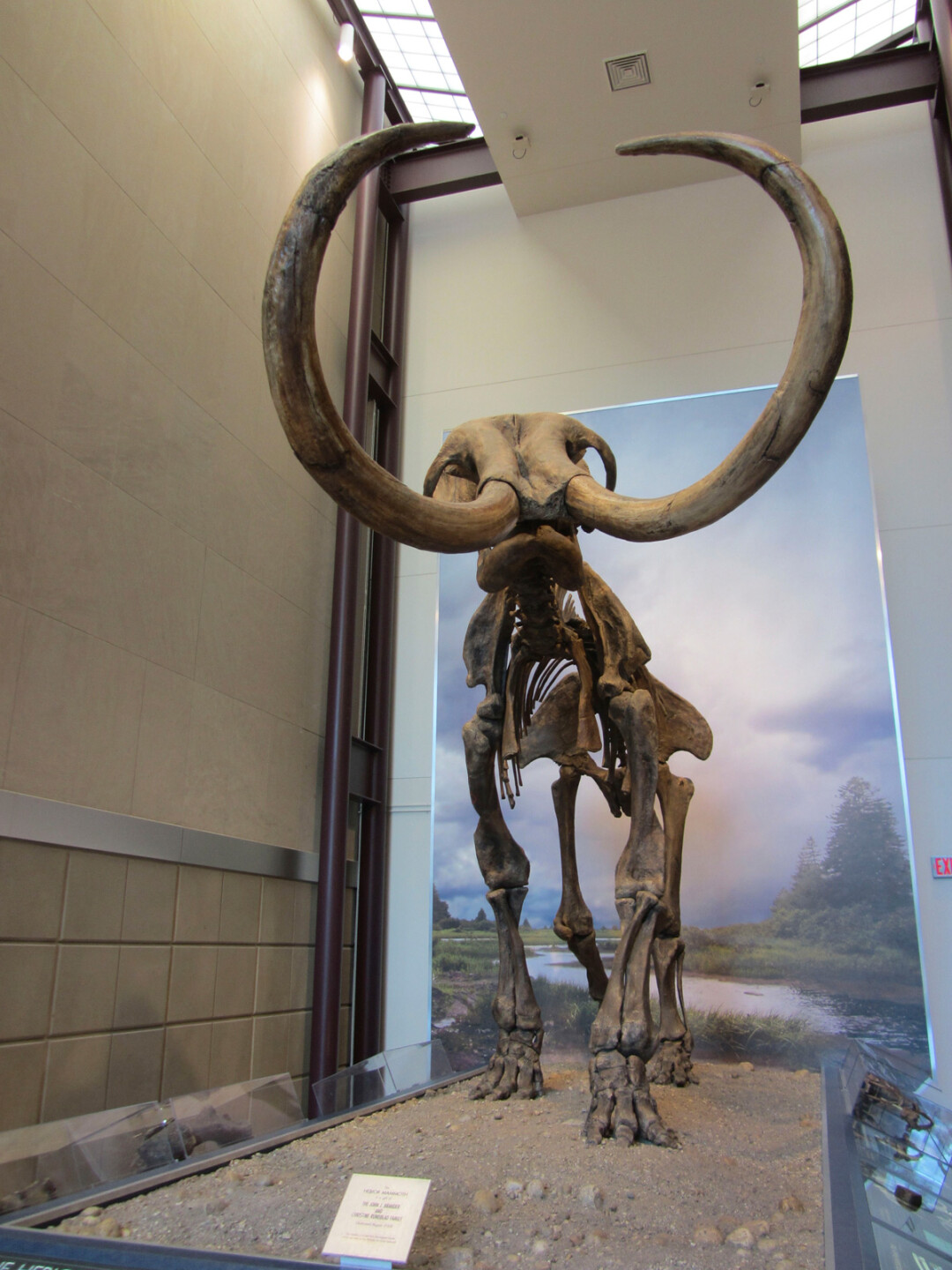 Hebior Mammoth Skeleton (Evan Howard / CC BY-SA 2.0)