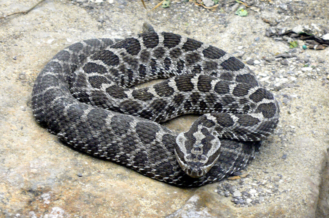 Massasauga Rattlesnake (Image: Tim Vicekrs)