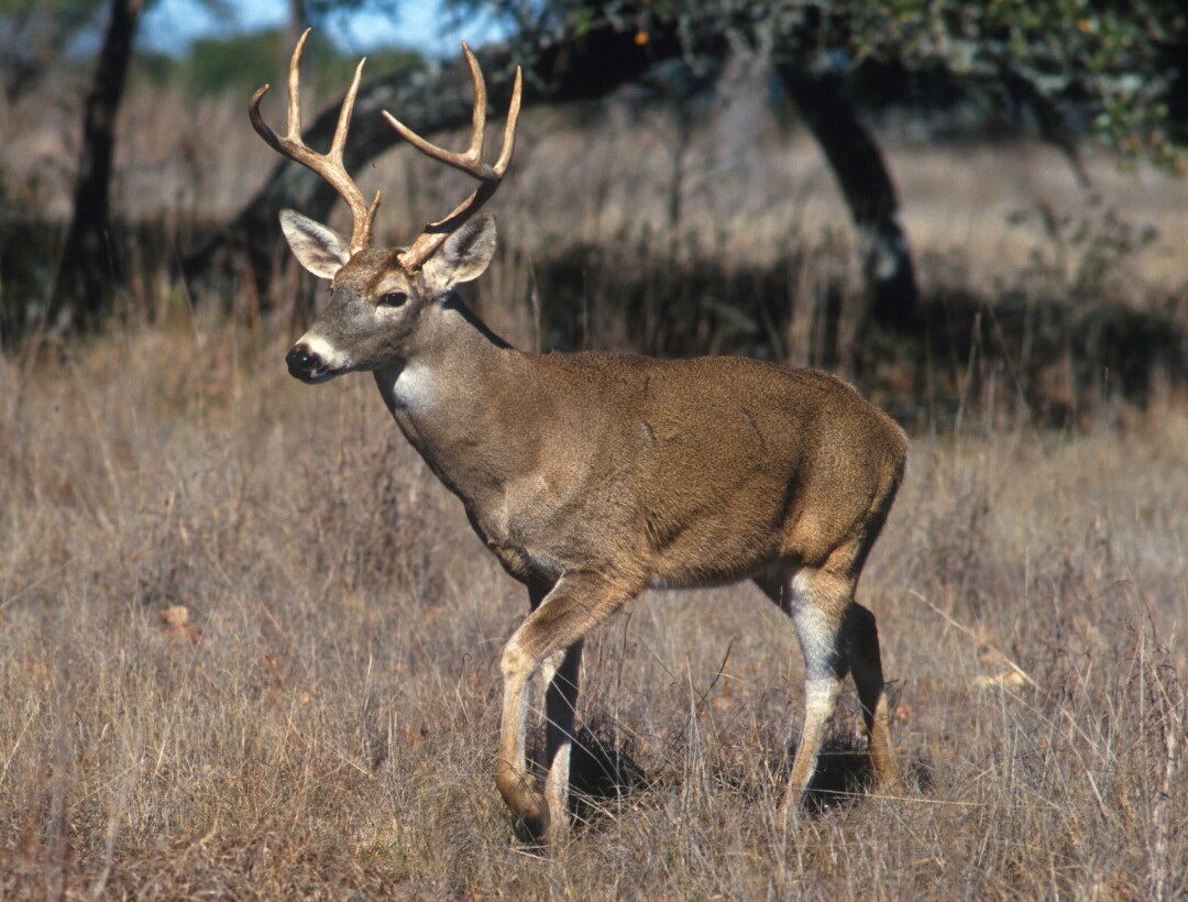 White-Tailed Deer (Image: USDA photo by Scott Bauer)