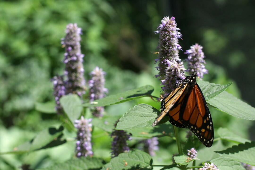 Beaver Creek Reserve's Butterfly House.
