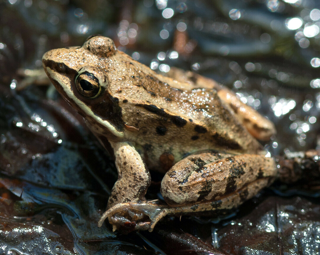 NOT A FROGSICLE YET. A wood frog during warmer weather. (Photo by Joshua Mayer / Creative Commons)